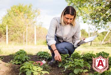 Study Agriculture in Italy