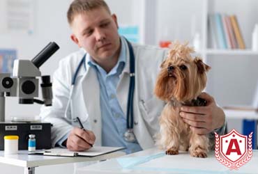 Study Veterinary Medicine in Italy